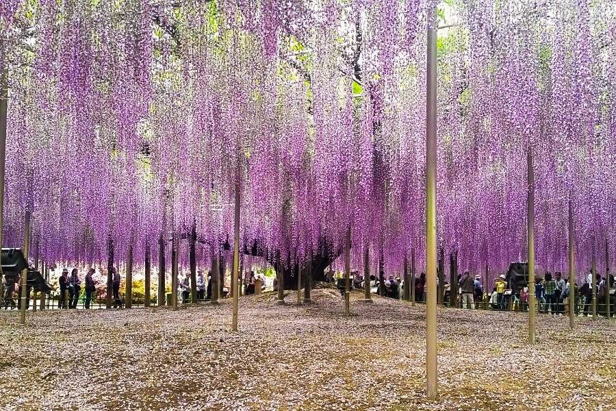 Ashikaga_SimoneAmaro