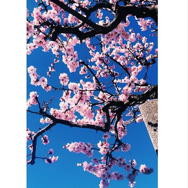 kameido_BenjaminHung