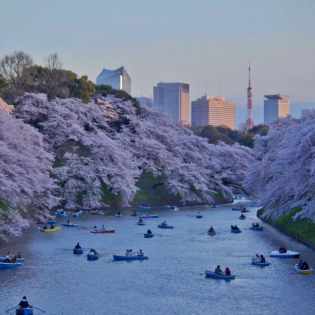 1Chidorigafuchi_Tunimaal