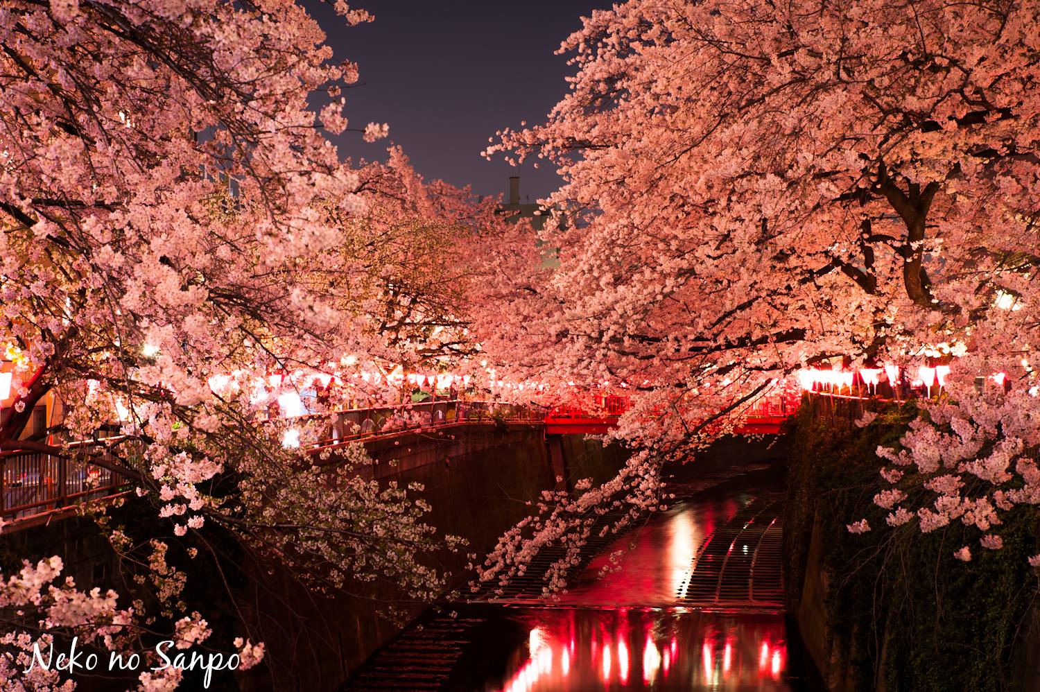 10Megurokawa_NicolasNothum