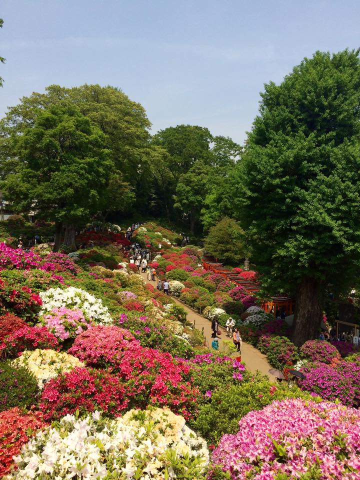 11NezuJinja_AlisonLee