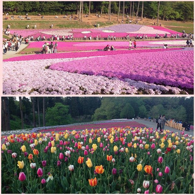 3hitsujiyamakoen_Gininalarjani