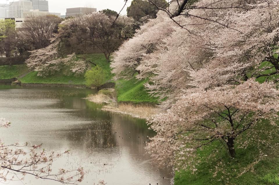 皇居東御苑_KelvinYu