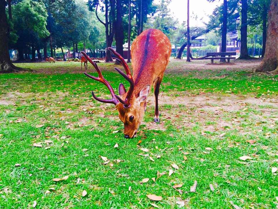 Nara_クワールカリスマ
