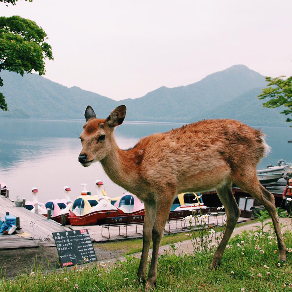 Nikko_YuliaShumakova