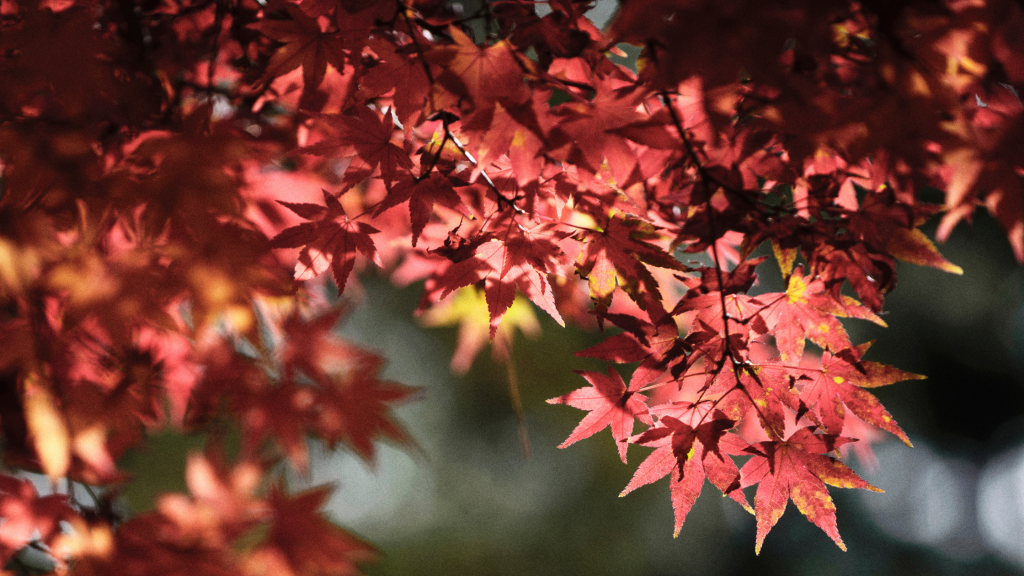 momiji