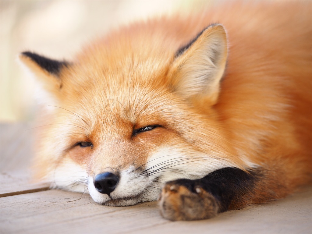 fox