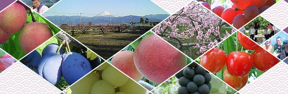 nakagomi orchard - fruit picking in tokyo