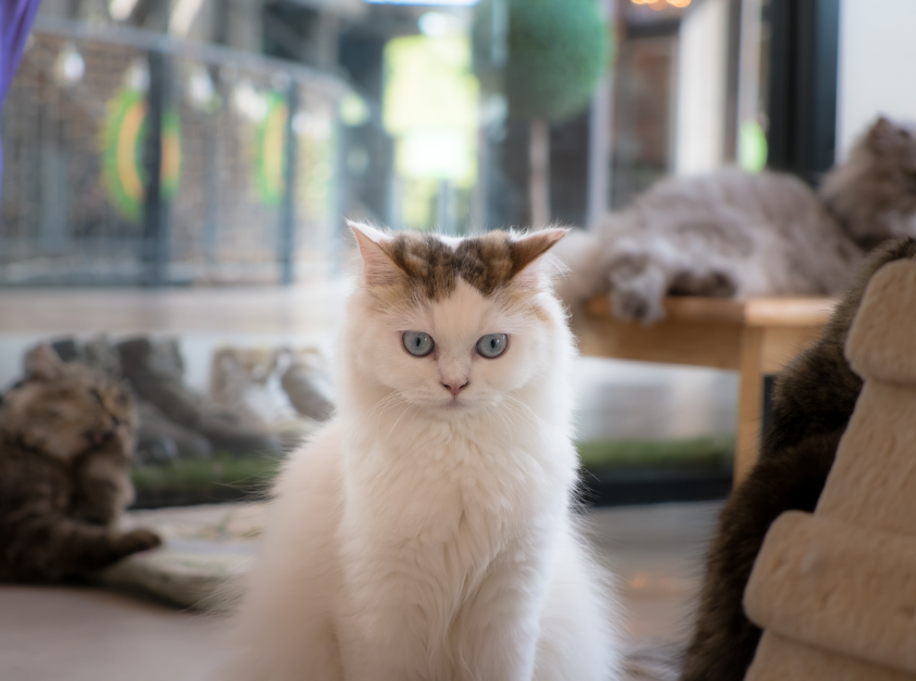 Cat Cafe