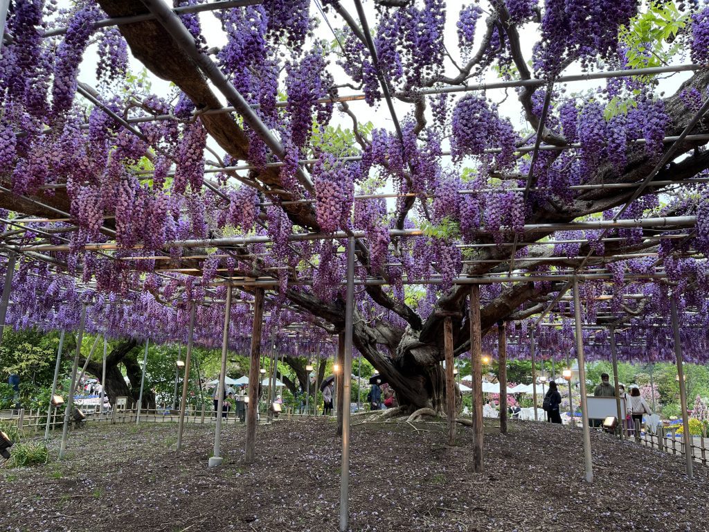 ashikaga flower park day trip from tokyo