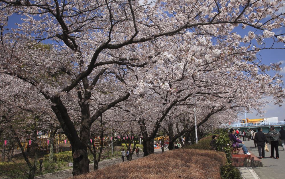 Cherry Blossoms in Tokyo in 2023