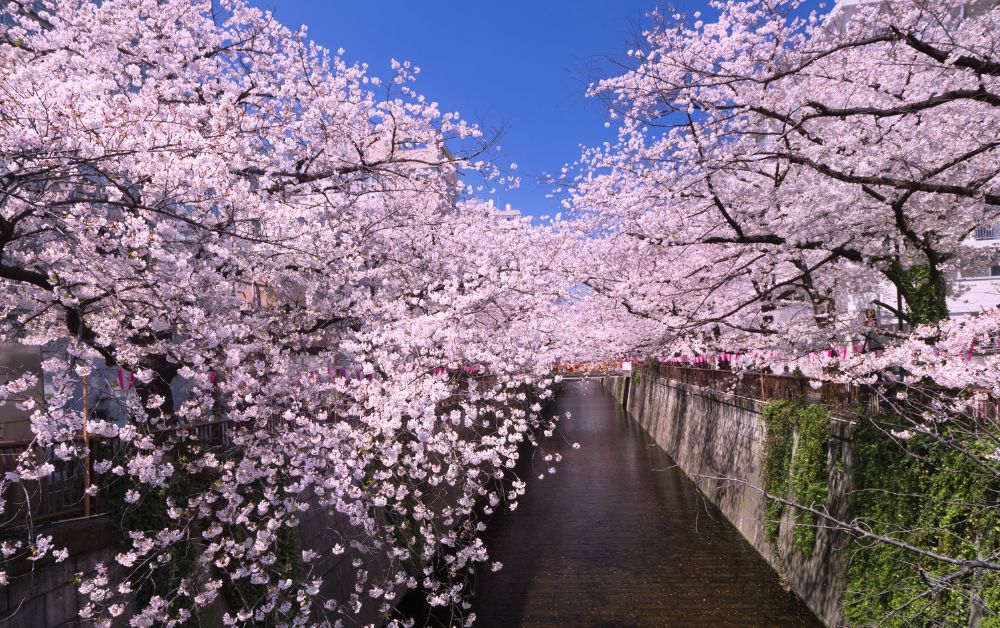 nakameguro cherry blossoms tokyo
