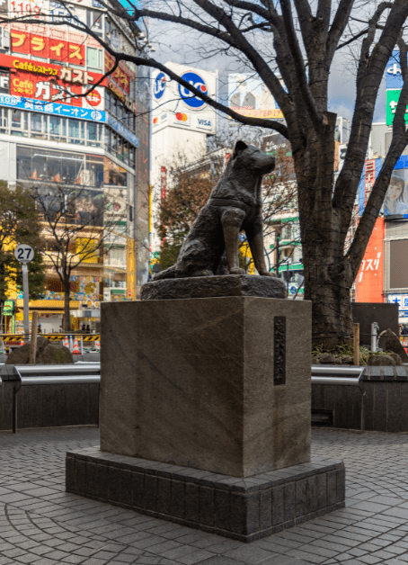 hachiko