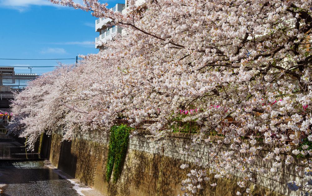 nakameguro shibuya alternatives in tokyo