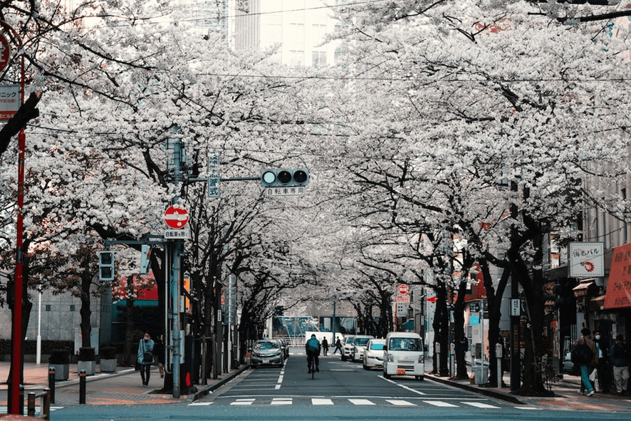 Cherry blossoms in Spring in Japan