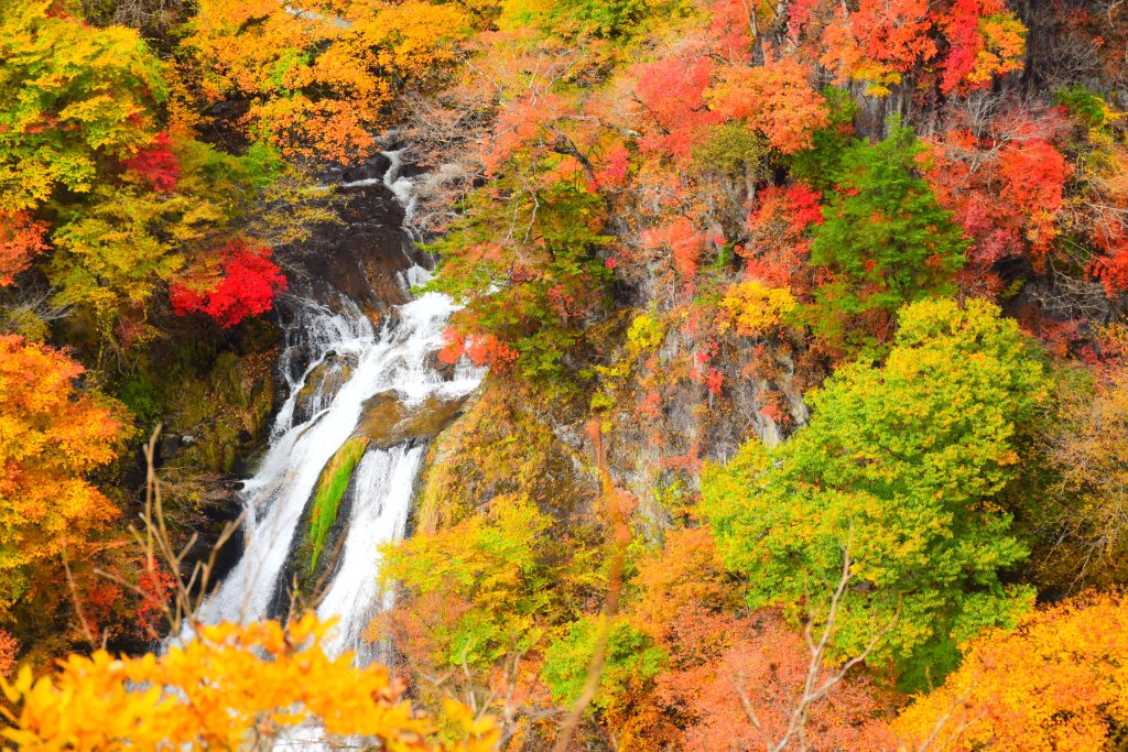 Visit Japan in Spring Time