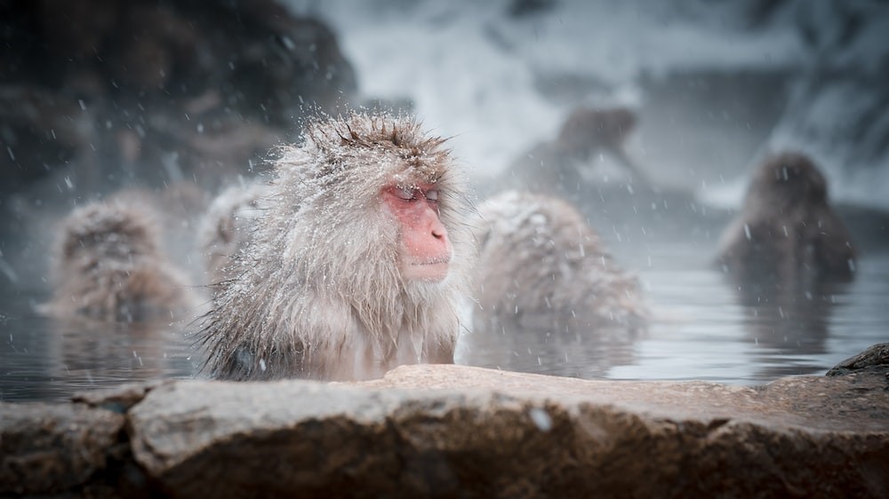 Japan unique sight during winter time